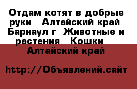 Отдам котят в добрые руки - Алтайский край, Барнаул г. Животные и растения » Кошки   . Алтайский край